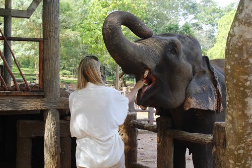 travel  elephant  visitor