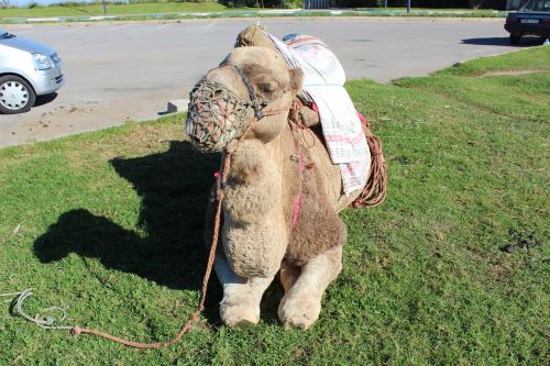 travel morocco camel