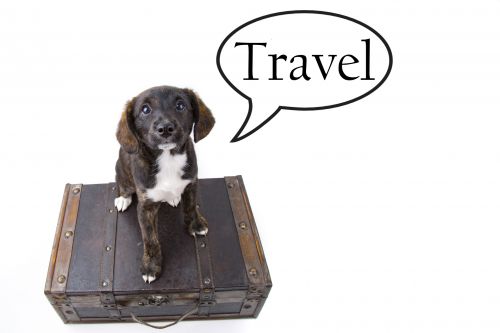 Travel Background With Dog