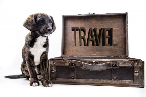 Travel Background With Dog