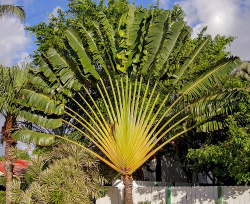 traveller's tree travellers palm ravenala madagascariensis