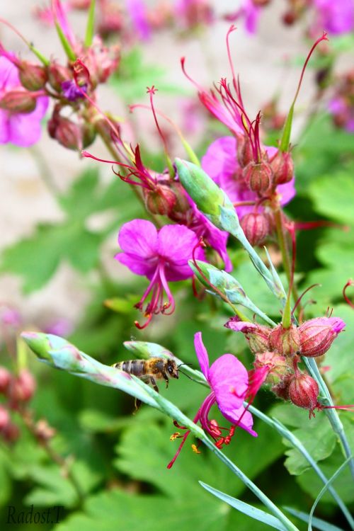 travez plant flower