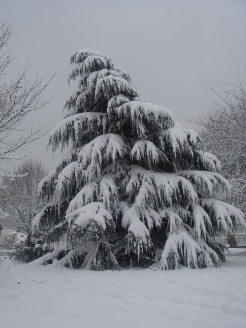 tree snow pine tree