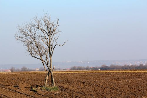 tree landscape nature