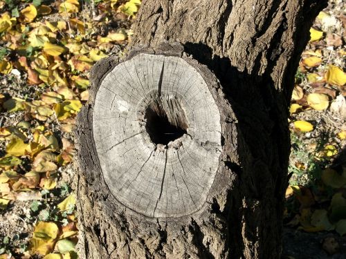 tree wood time