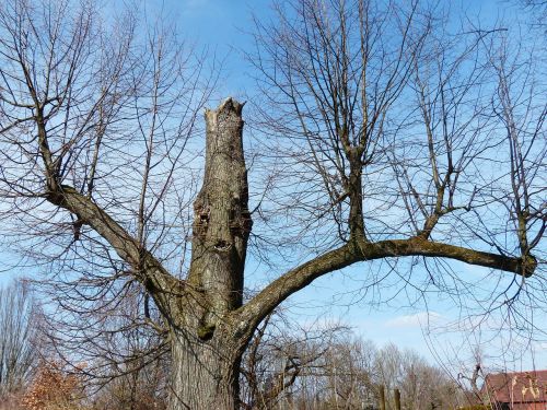 tree oak old