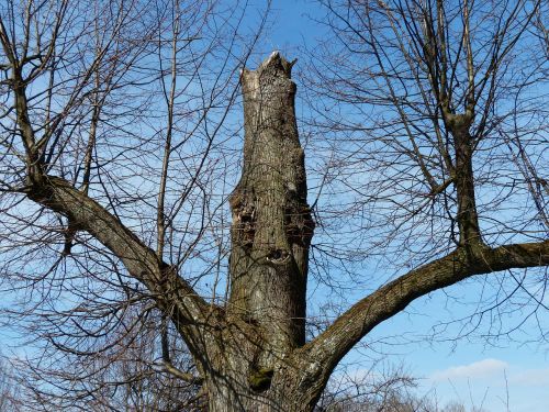 tree oak old