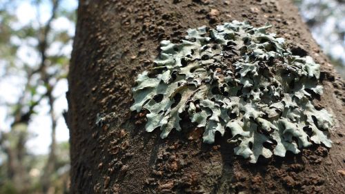 tree lichene nature