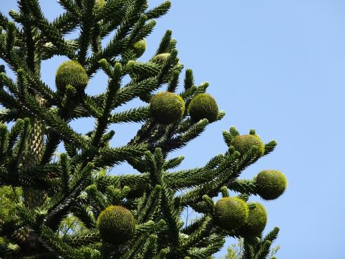 monkey puzzle tree chilean pine araucaria araucana