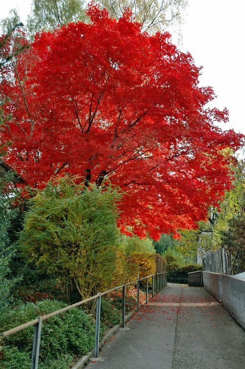 tree autumn away