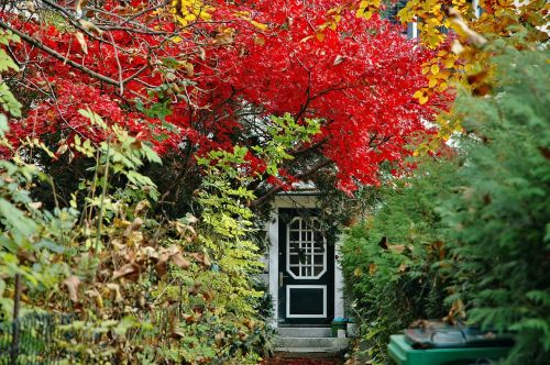tree autumn door