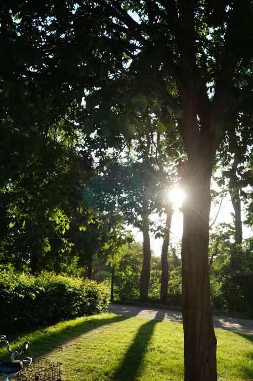 tree sun nature