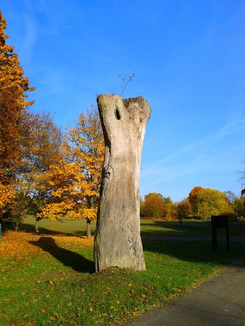 tree nature monument