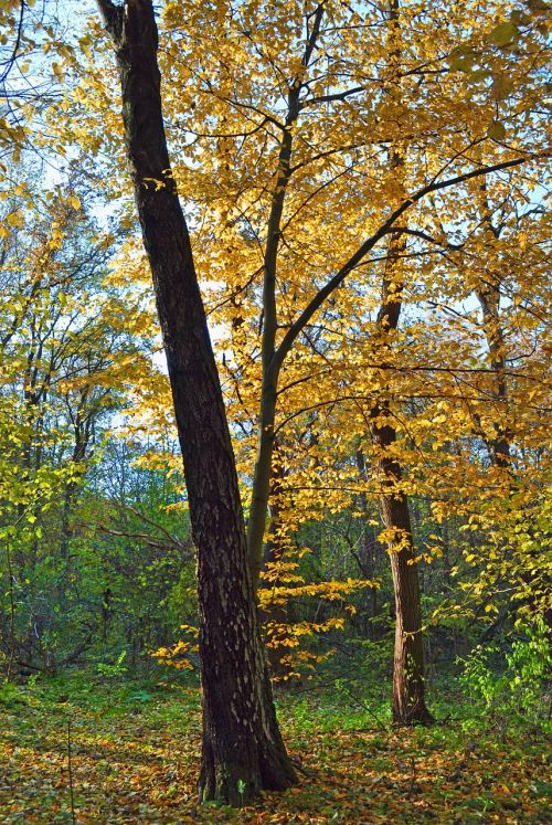 tree yellow autumn