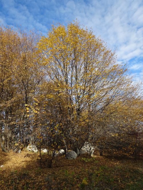 tree rocks landscape