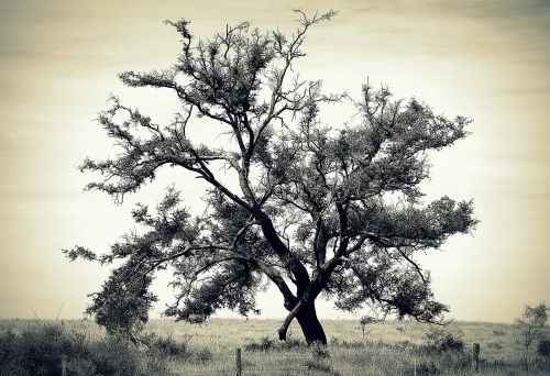 tree isolated country