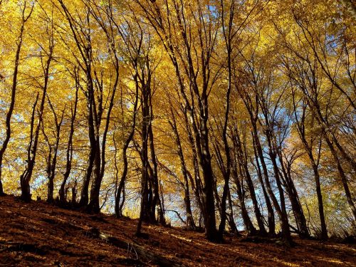 tree foliage autumn