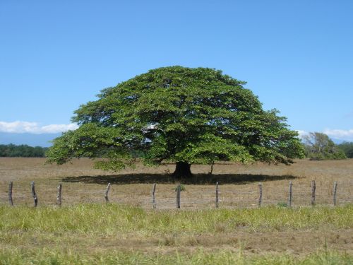 tree sky nature