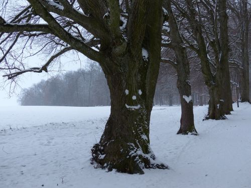 tree avenue snow