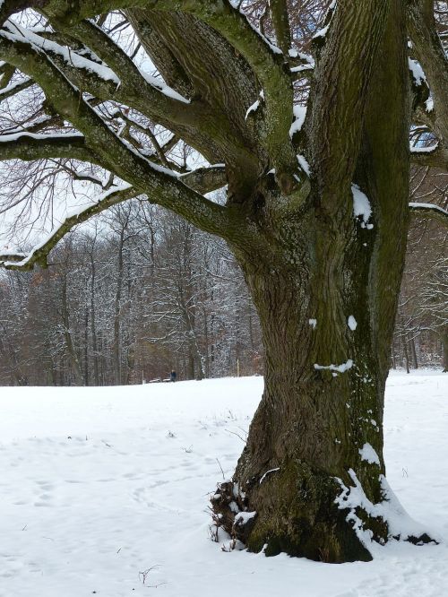 tree snow snowy