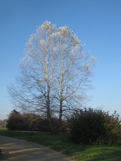 tree autumn babelsberg