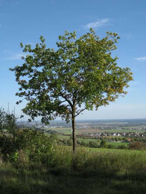 tree landscape view