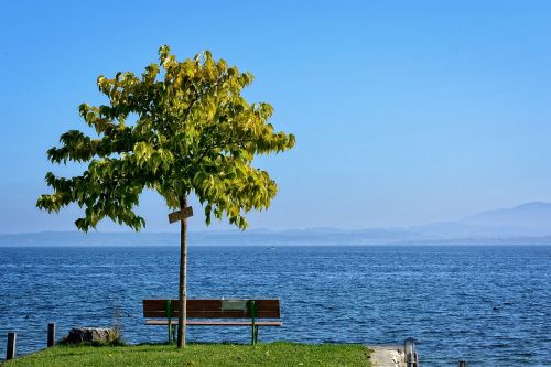 tree bank individually