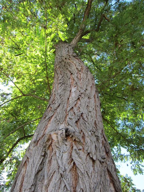 tree bark nature