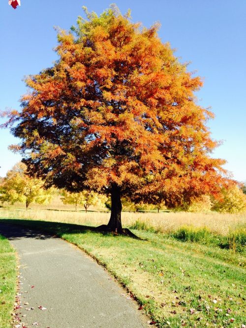 tree fall autumn