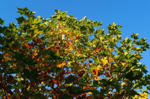 tree autumn light