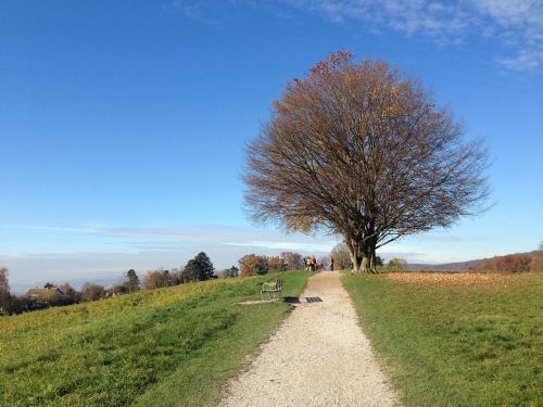 tree nature autumn