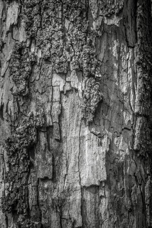tree trunk wood