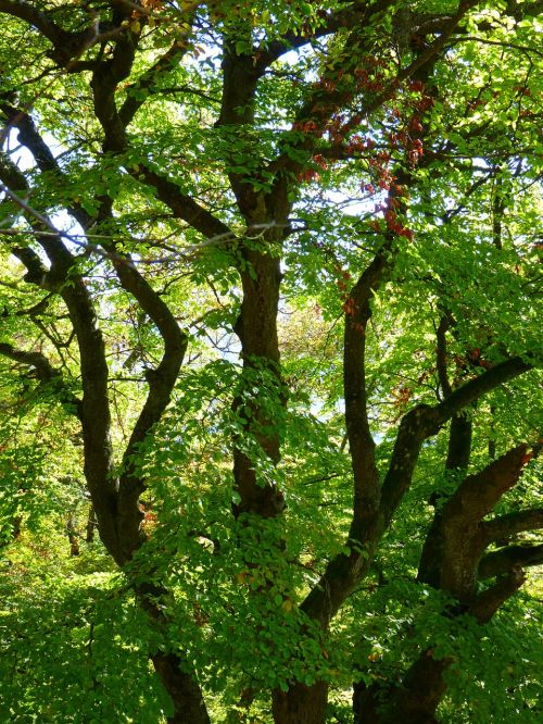 tree aesthetic branches