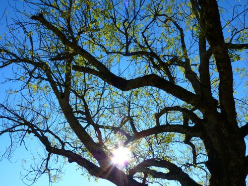 tree aesthetic branches