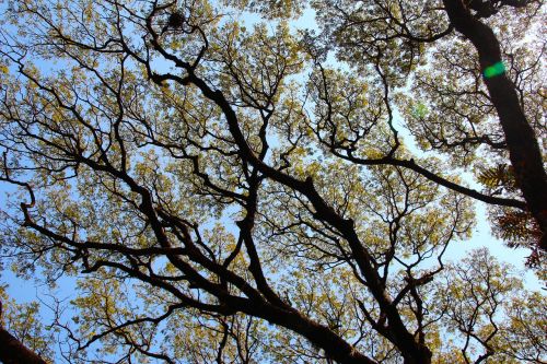 tree top crown