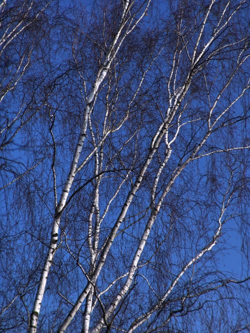 tree birch winter