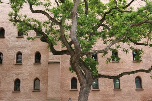 tree courtyard facade