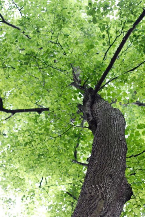 tree branches aesthetic