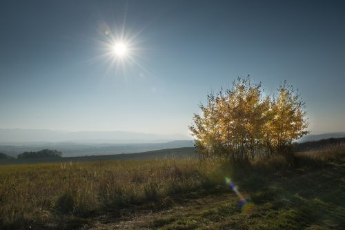 tree country autumn