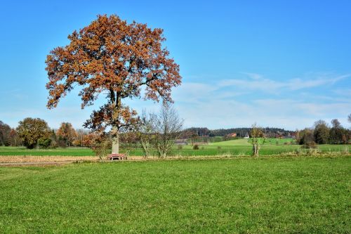 tree individually autumn