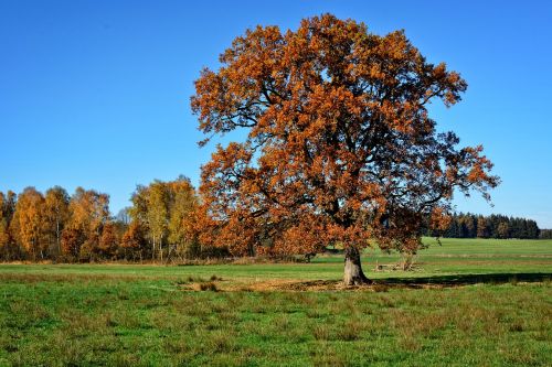 tree individually autumn