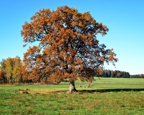 tree individually autumn