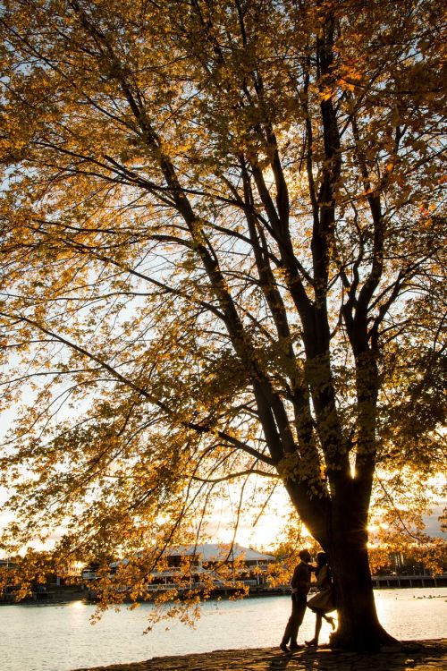 tree couple park