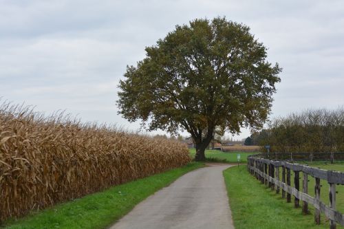 tree road nature