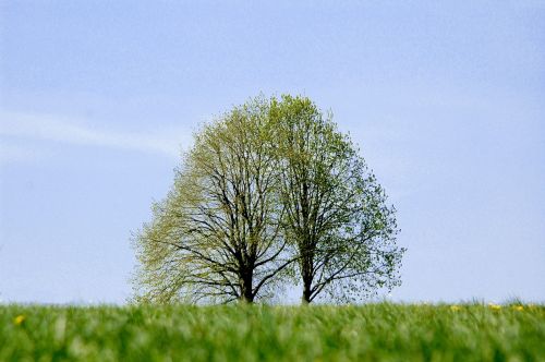 tree landscape meadow