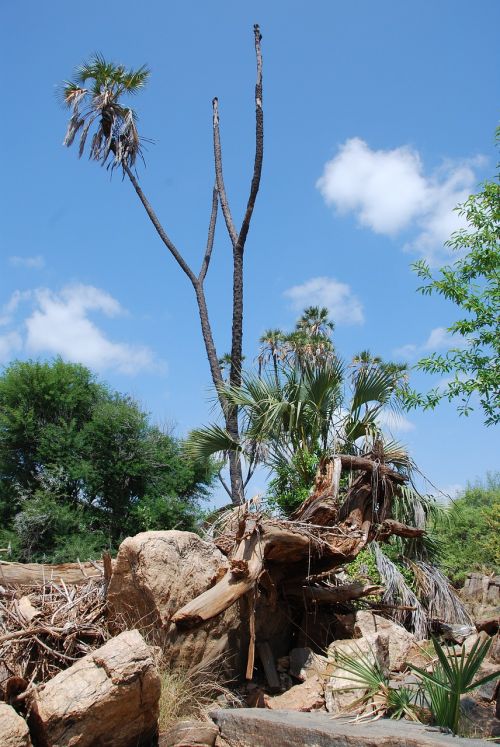 tree africa kenya