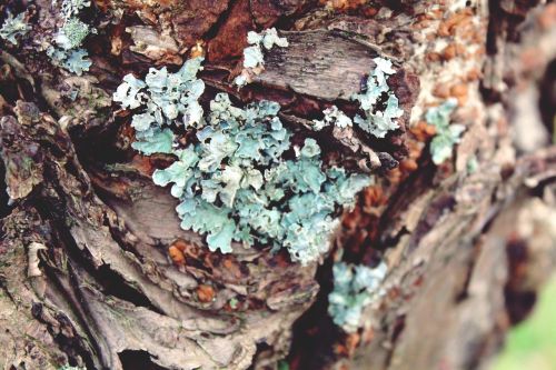 lichen tree log