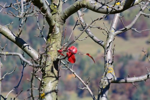 tree leaf red