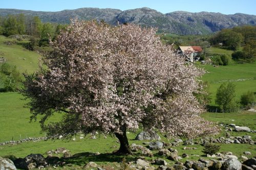 tree spring nature