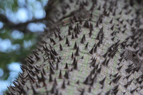 tree trunk thorns